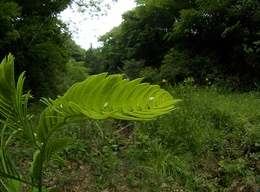 f0090680_22593100.jpg