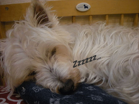 e0066883_2229252.gif