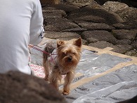 c0105785_1554814.jpg