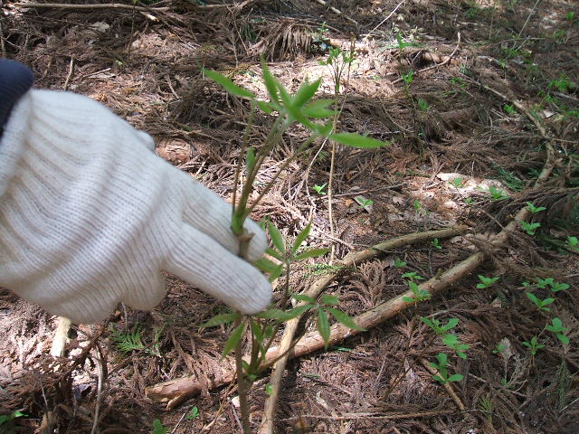 e0084001_13563786.jpg