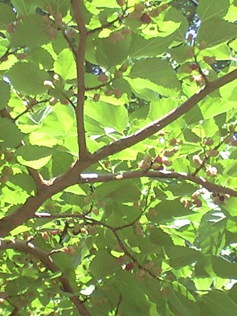 b0083902_1893664.jpg