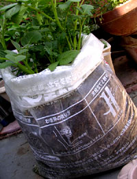 f0036716_1463071.jpg