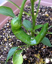 f0036716_147191.jpg