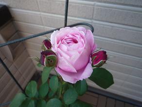 f0150620_153047.jpg