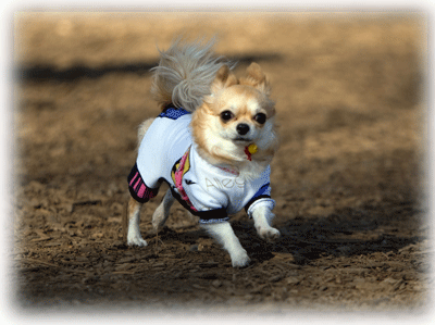 b0078030_0315161.gif