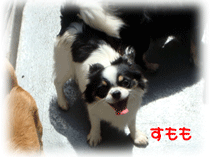 b0078030_0383219.gif