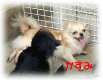 b0078030_0393955.gif