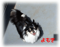 b0078030_039970.gif