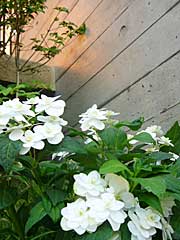 d0040733_14502069.jpg