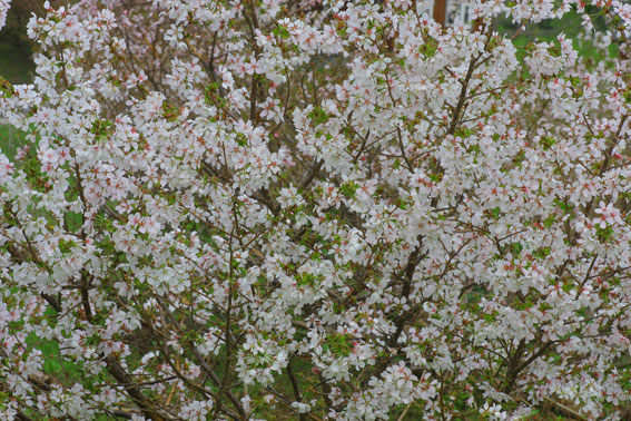 d0069235_553940.jpg