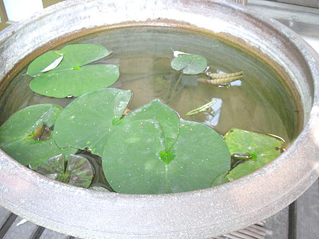f0001841_8195842.jpg