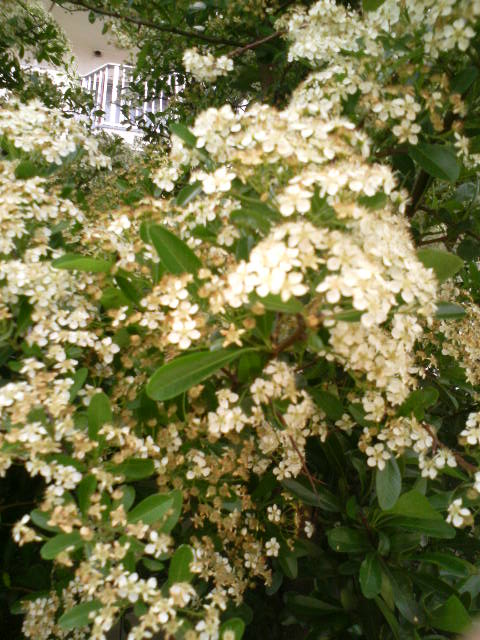 f0127441_2333331.jpg