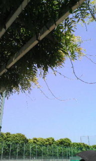 f0071647_0505086.jpg