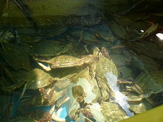 c0089360_2351347.jpg