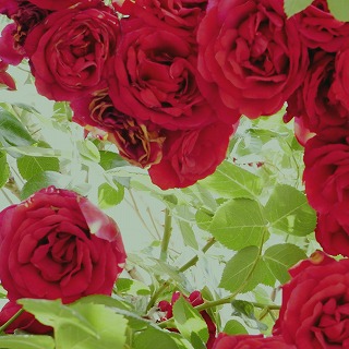 c0134861_2395460.jpg