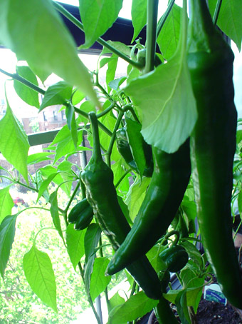 f0056476_7532374.jpg