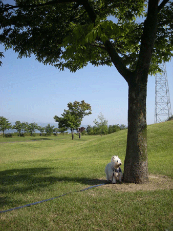 e0066883_1825224.gif