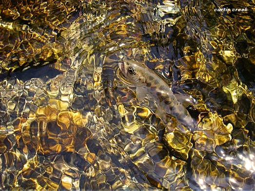 c0136486_23101749.jpg