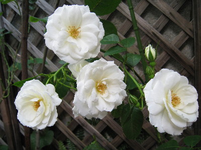 c0132387_0593917.jpg