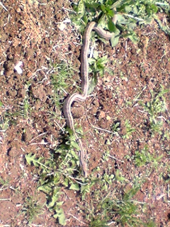 c0109891_1542321.jpg