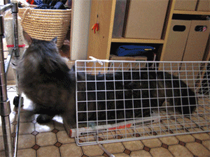e0019594_8184736.gif