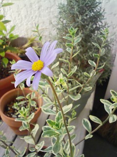 b0007895_16573810.jpg
