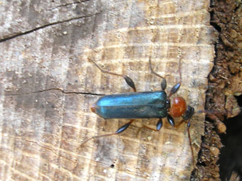 e0083097_116915.jpg