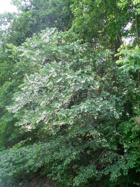 e0025300_13191927.jpg