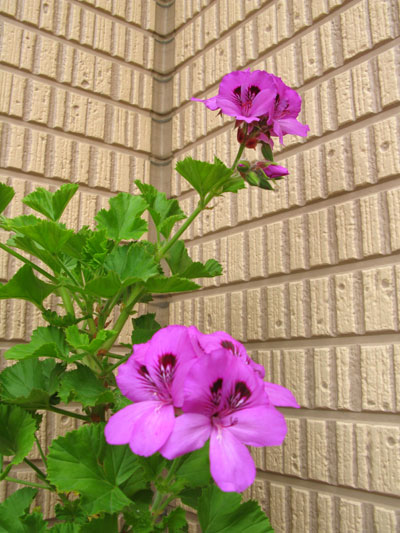 c0011204_21425891.jpg
