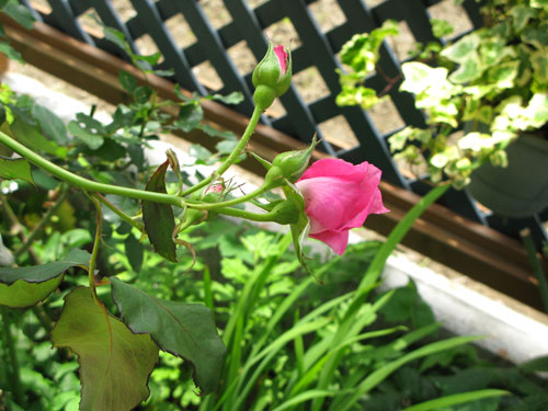 c0011204_21462353.jpg