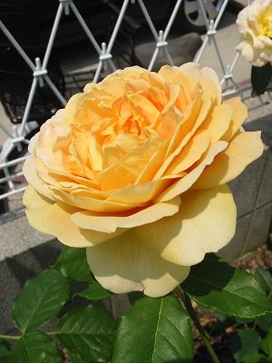 e0132011_204869.jpg