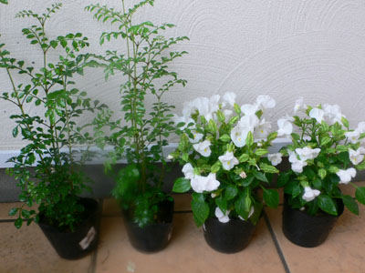 f0061334_224062.jpg
