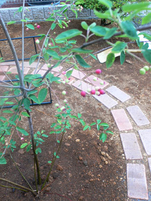 f0061334_2242064.jpg