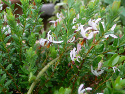 f0061334_224784.jpg