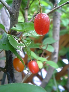 c0056437_1371269.jpg
