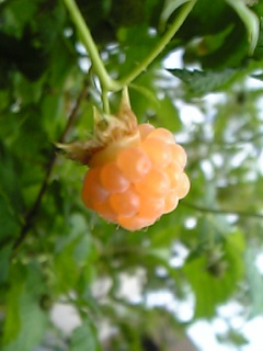 c0056437_138068.jpg