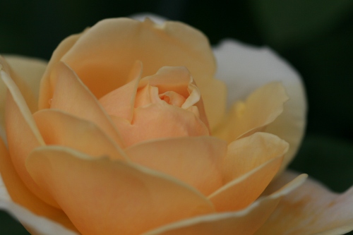 d0043737_0442065.jpg