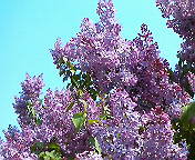 a0088238_17343027.jpg