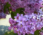a0088238_17381161.jpg