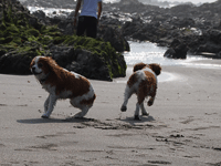 c0136838_16444096.gif