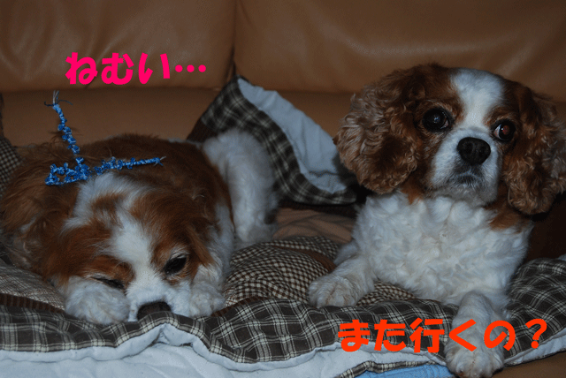 c0136838_17423847.gif