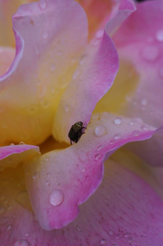 e0095142_20131195.jpg