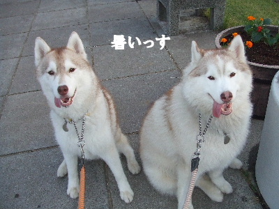 e0121548_21104760.jpg