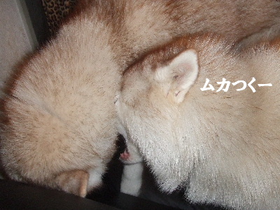 e0121548_21134135.jpg