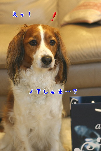 d0013149_92324100.jpg