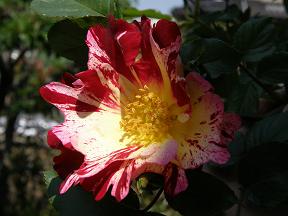 c0145250_11131455.jpg