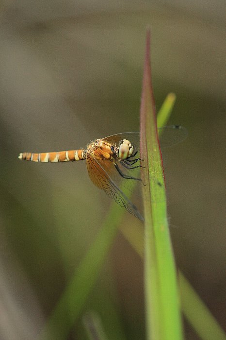d0128465_10591676.jpg