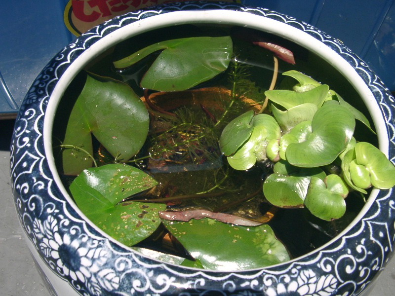 f0065167_1165876.jpg