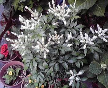 c0011169_20164917.jpg