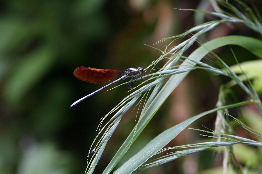 b0084270_5244577.jpg